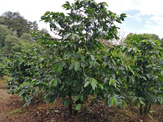 Land for Sale in Santa Clara 093/083 Chiriqui 04051